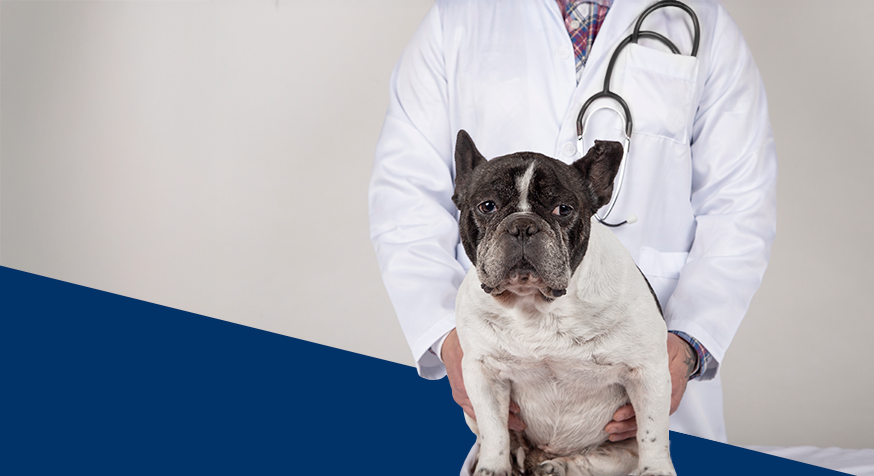 Enteropatias crônicas em cães
