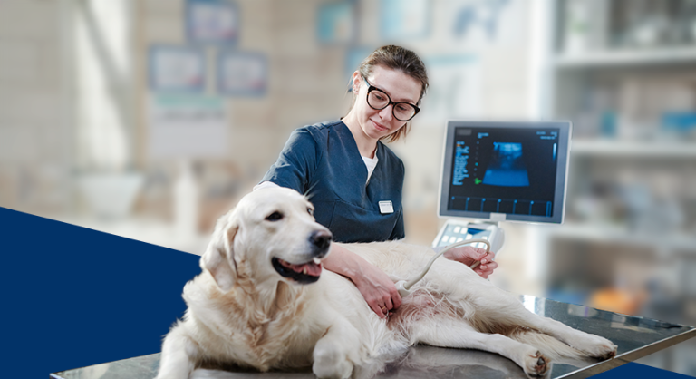 Médico-veterinário realizando exame de ultrassonografia em cachorro com mucocele biliar.