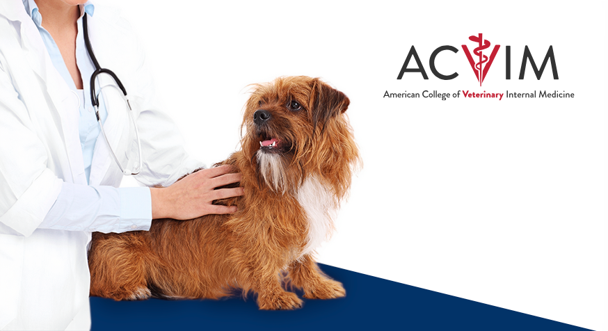 Novo consenso do ACVIM sobre enteropatias crônicas em cães