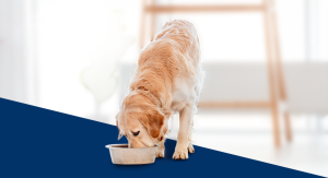 Cachorro se alimentando.