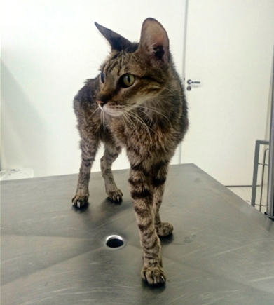 Gato com hipertireoidismo.