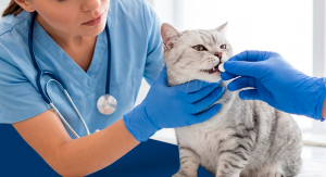 Opções de tratamento para hipertireoidismo em gatos.